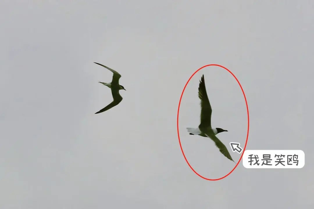 笑鸥首次在中国大陆被记录。上海崇明东滩鸟类国家级自然保护区 图