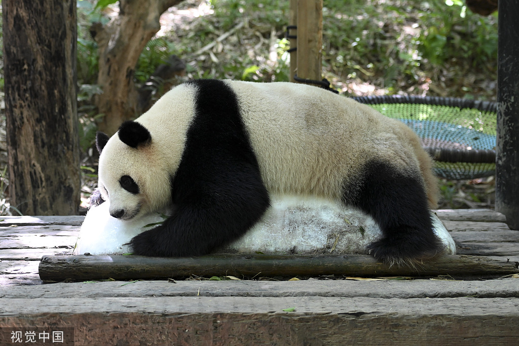 2022年7月22日，广州市持续高温天气，生活在长隆野生动物世界内的大熊猫“隆隆”趴在冰块上消暑。 视觉中国 图