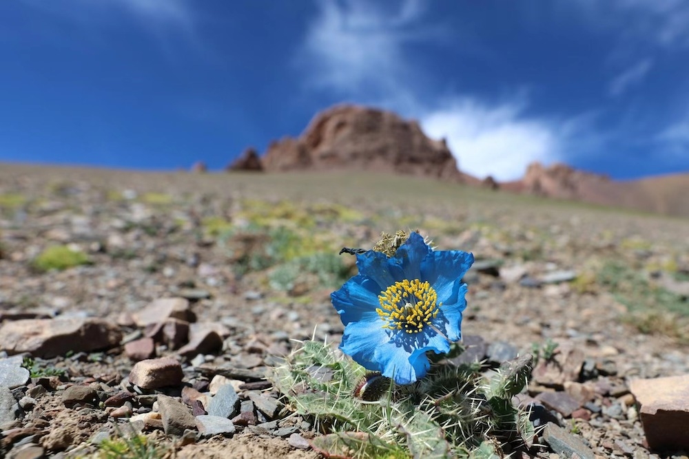 为什么自然界里，开蓝色花的植物那么少呢？该图摄于西藏。    阿珠 图