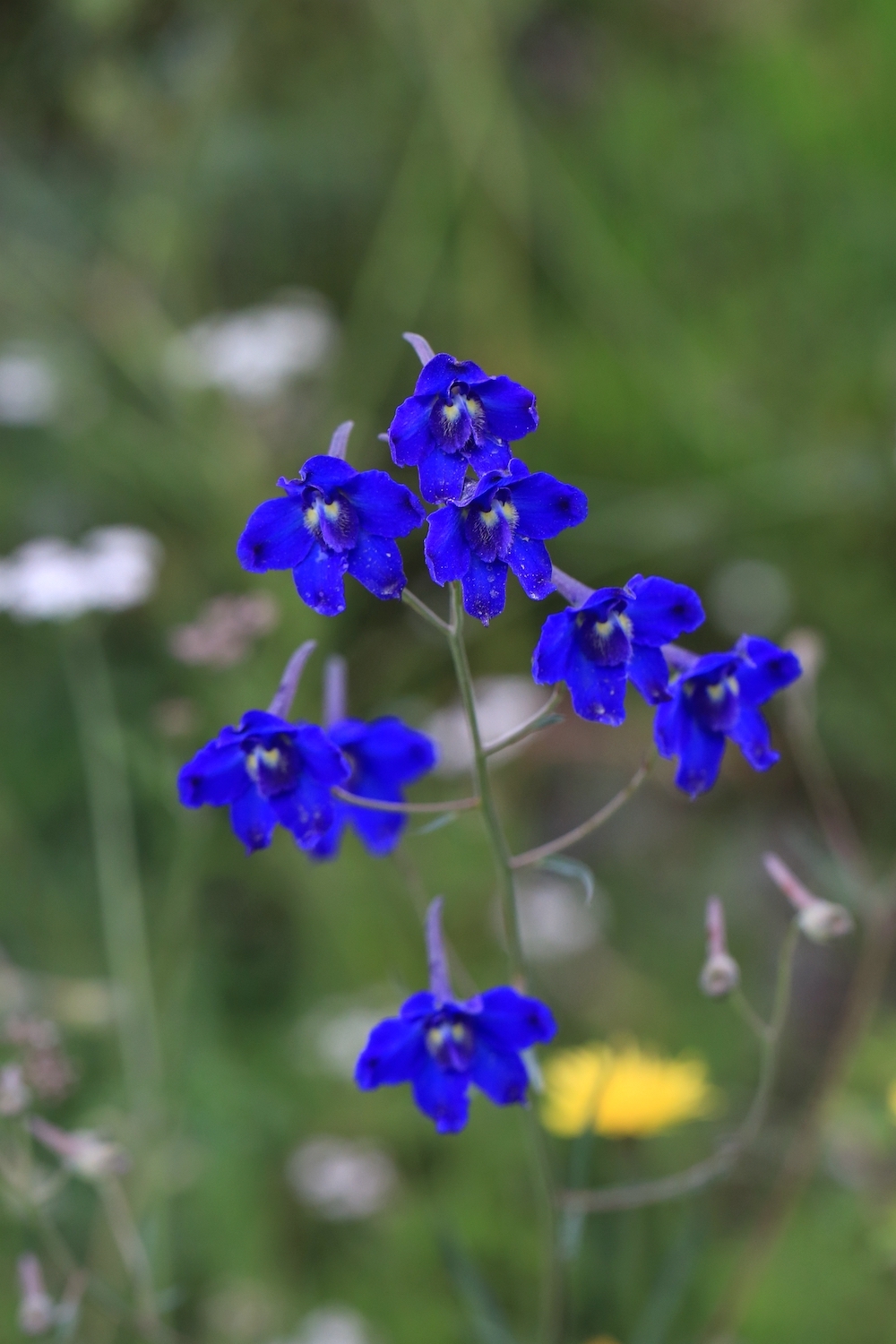 大而艳丽的蓝色“花瓣”，其实是五枚花瓣状的萼片。
